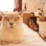 Baby and Burmese cat