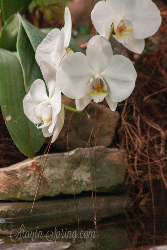 Orchids in Botanical Garden of Riga