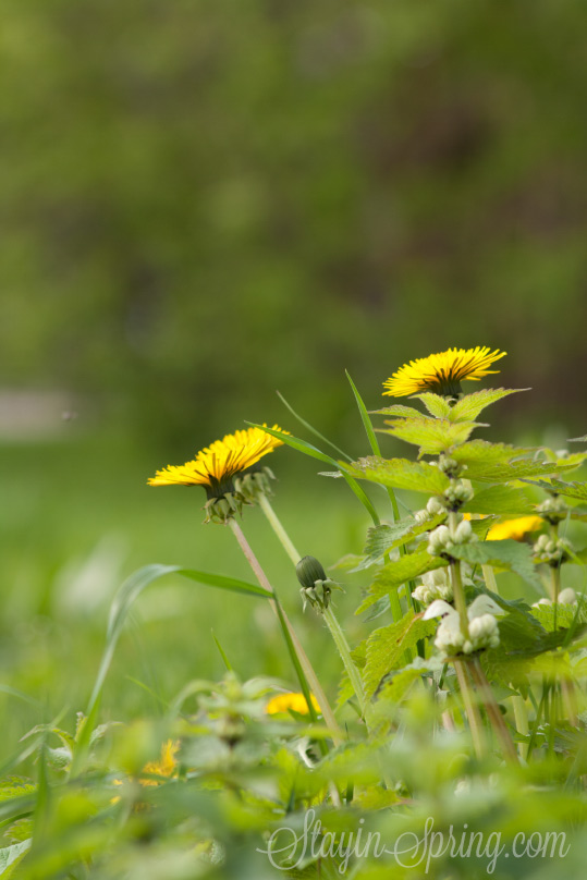 dandelions