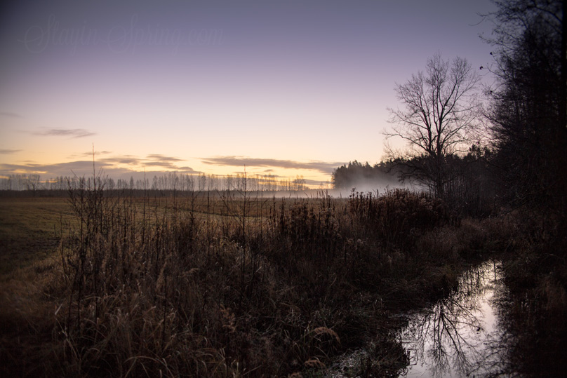 Утро на болоте.